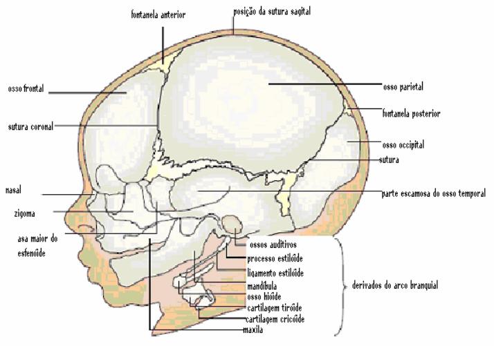 Células-tronco são usadas para regenerar cartilagem na mandíbula